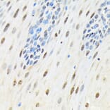 Immunohistochemistry - Anti-SLBP Antibody (A308103) - Antibodies.com