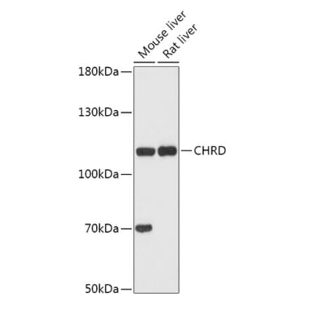 Western Blot - Anti-Chordin Antibody (A308105) - Antibodies.com