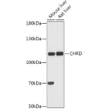 Western Blot - Anti-Chordin Antibody (A308105) - Antibodies.com