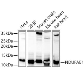 Western Blot - Anti-NDUFAB1 Antibody (A308107) - Antibodies.com