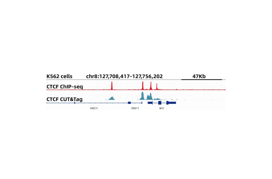Cut&Tag - Anti-CTCF Antibody [ARC0067] (A308115) - Antibodies.com