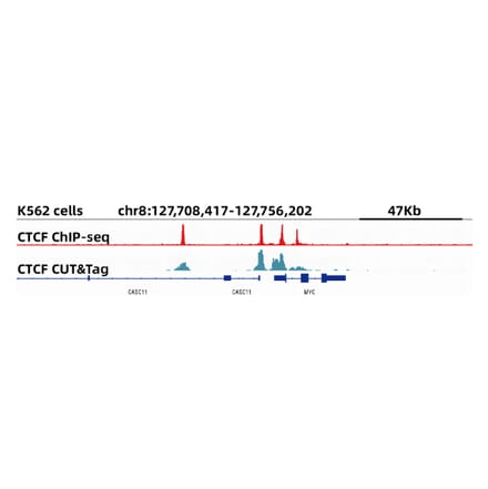 Cut&Tag - Anti-CTCF Antibody [ARC0067] (A308115) - Antibodies.com