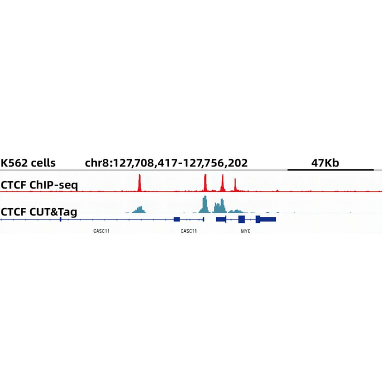 Cut&Tag - Anti-CTCF Antibody [ARC0067] (A308115) - Antibodies.com
