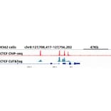 Cut&Tag - Anti-CTCF Antibody [ARC0067] (A308115) - Antibodies.com