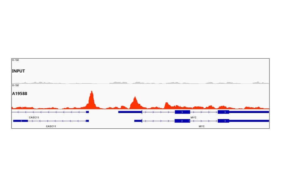 Chromatin Immunoprecipitation - Anti-CTCF Antibody [ARC0067] (A308115) - Antibodies.com
