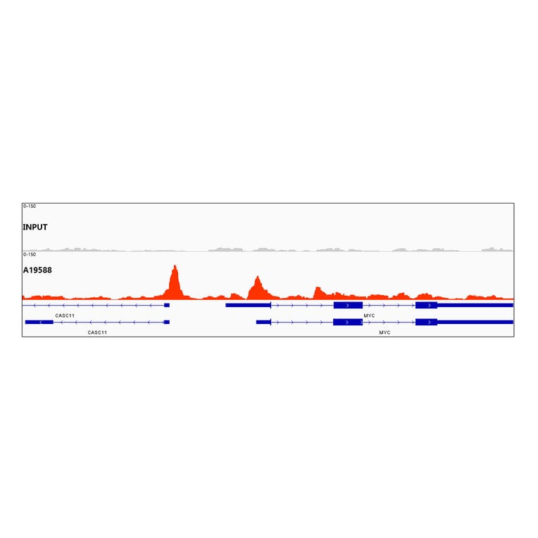 Chromatin Immunoprecipitation - Anti-CTCF Antibody [ARC0067] (A308115) - Antibodies.com
