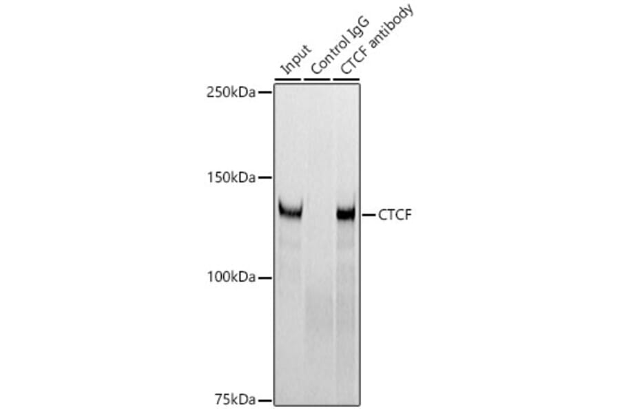 Western Blot - Anti-CTCF Antibody [ARC0067] (A308115) - Antibodies.com
