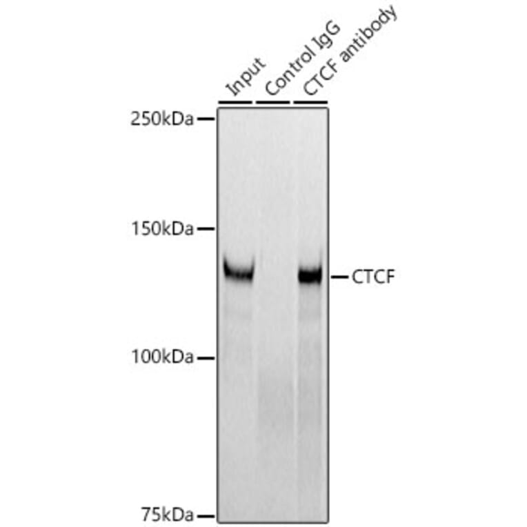 Western Blot - Anti-CTCF Antibody [ARC0067] (A308115) - Antibodies.com