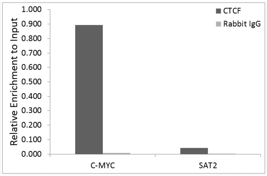 Chromatin Immunoprecipitation - Anti-CTCF Antibody (A308115) - Antibodies.com