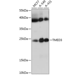 Western Blot - Anti-p26 Antibody (A308116) - Antibodies.com