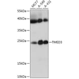 Western Blot - Anti-p26 Antibody (A308116) - Antibodies.com