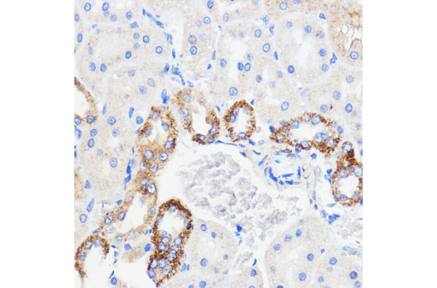 Immunohistochemistry - Anti-p26 Antibody (A308116) - Antibodies.com