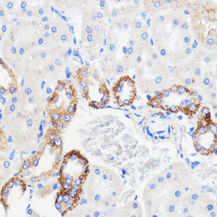 Immunohistochemistry - Anti-p26 Antibody (A308116) - Antibodies.com