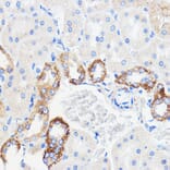Immunohistochemistry - Anti-p26 Antibody (A308116) - Antibodies.com