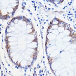 Immunohistochemistry - Anti-p26 Antibody (A308116) - Antibodies.com