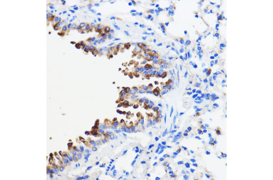Immunohistochemistry - Anti-p26 Antibody (A308116) - Antibodies.com