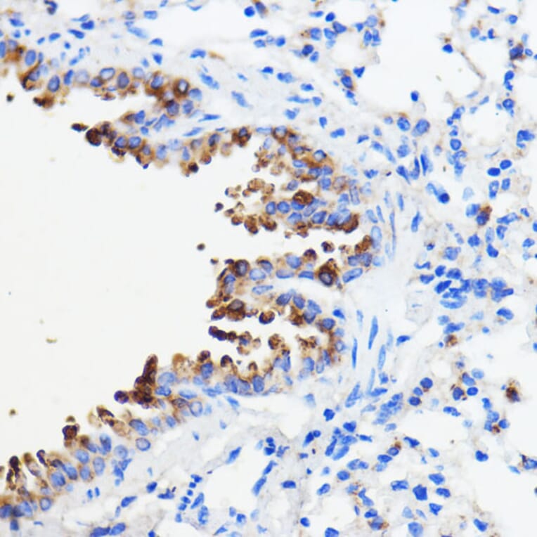 Immunohistochemistry - Anti-p26 Antibody (A308116) - Antibodies.com