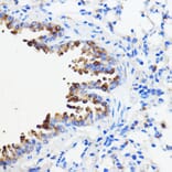 Immunohistochemistry - Anti-p26 Antibody (A308116) - Antibodies.com