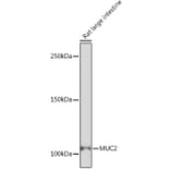 Western Blot - Anti-MUC2 Antibody [ARC1012] (A308122) - Antibodies.com