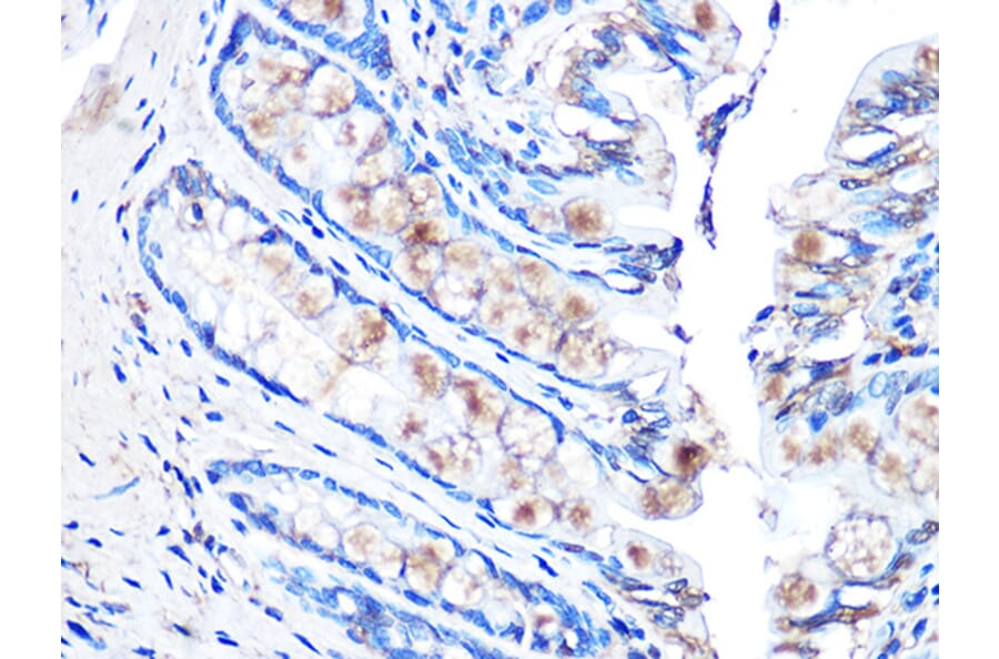 Immunohistochemistry - Anti-MUC2 Antibody [ARC1012] (A308122) - Antibodies.com