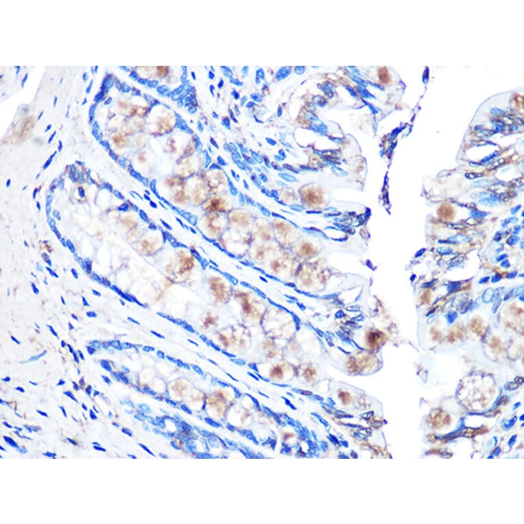 Immunohistochemistry - Anti-MUC2 Antibody [ARC1012] (A308122) - Antibodies.com