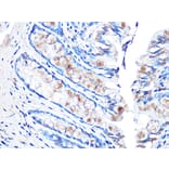 Immunohistochemistry - Anti-MUC2 Antibody [ARC1012] (A308122) - Antibodies.com