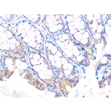 Immunohistochemistry - Anti-MUC2 Antibody [ARC1012] (A308122) - Antibodies.com
