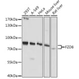 Western Blot - Anti-Frizzled 8 Antibody (A308123) - Antibodies.com