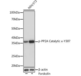 Western Blot - Anti-PP2A-alpha (phospho Tyr307) Antibody [ARC1589] (A308126) - Antibodies.com