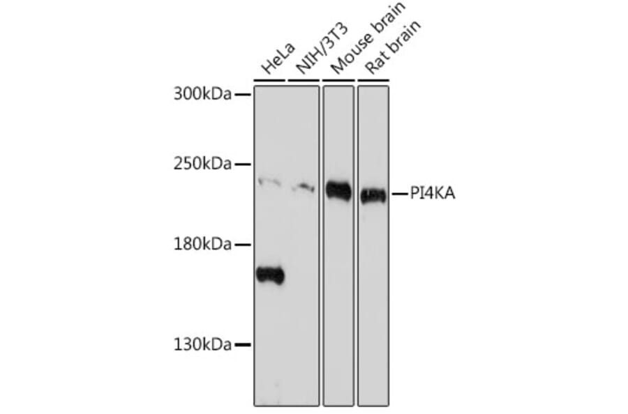 Western Blot - Anti-PI4KA Antibody (A308129) - Antibodies.com