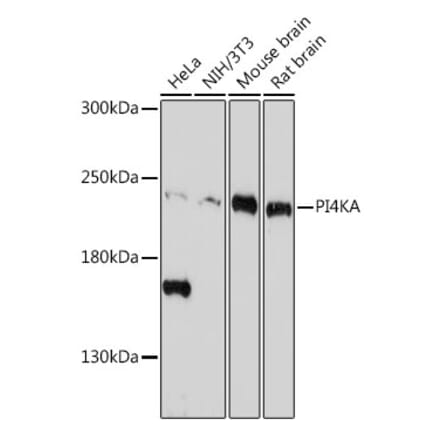 Western Blot - Anti-PI4KA Antibody (A308129) - Antibodies.com