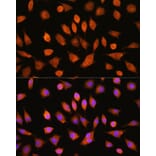Immunofluorescence - Anti-PI4KA Antibody (A308129) - Antibodies.com