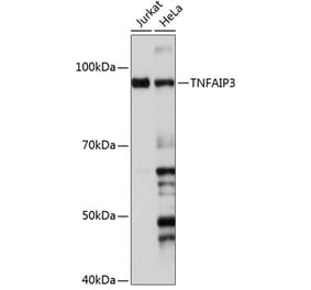 Western Blot - Anti-TNFAIP3 Antibody [ARC0355] (A308131) - Antibodies.com