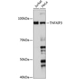 Western Blot - Anti-TNFAIP3 Antibody [ARC0355] (A308131) - Antibodies.com