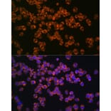 Immunofluorescence - Anti-CD127 Antibody [ARC0672] (A308134) - Antibodies.com