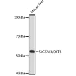 Western Blot - Anti-SLC22A3/OCT3 Antibody (A308135) - Antibodies.com
