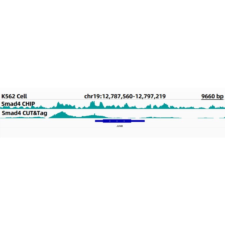 Cut&Tag - Anti-Smad4 Antibody [ARC5009-06] (A308139) - Antibodies.com