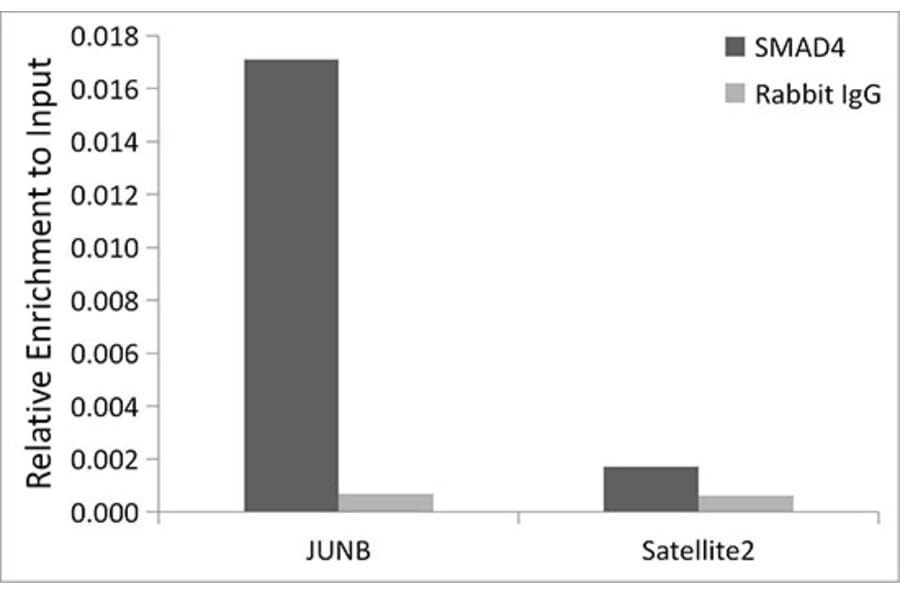 Chromatin Immunoprecipitation - Anti-Smad4 Antibody [ARC5009-06] (A308139) - Antibodies.com