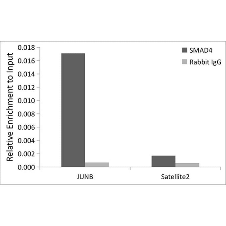 Chromatin Immunoprecipitation - Anti-Smad4 Antibody [ARC5009-06] (A308139) - Antibodies.com