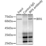 Western Blot - Anti-IRF6 Antibody [ARC1928] (A308141) - Antibodies.com