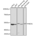 Western Blot - Anti-Nck Antibody [ARC1441] (A308147) - Antibodies.com