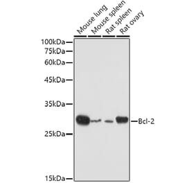 Western Blot - Anti-Bcl-2 Antibody (A308149) - Antibodies.com