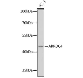 Western Blot - Anti-ARRDC4 Antibody (A308150) - Antibodies.com