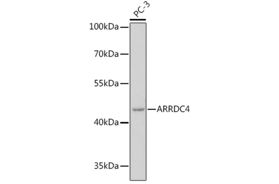 Western Blot - Anti-ARRDC4 Antibody (A308150) - Antibodies.com