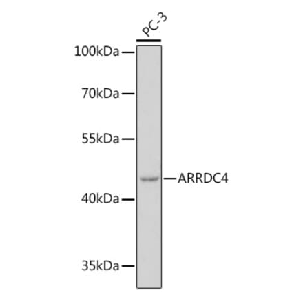 Western Blot - Anti-ARRDC4 Antibody (A308150) - Antibodies.com