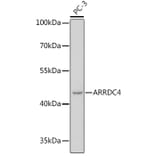 Western Blot - Anti-ARRDC4 Antibody (A308150) - Antibodies.com