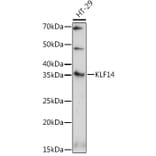 Western Blot - Anti-KLF14 Antibody (A308151) - Antibodies.com