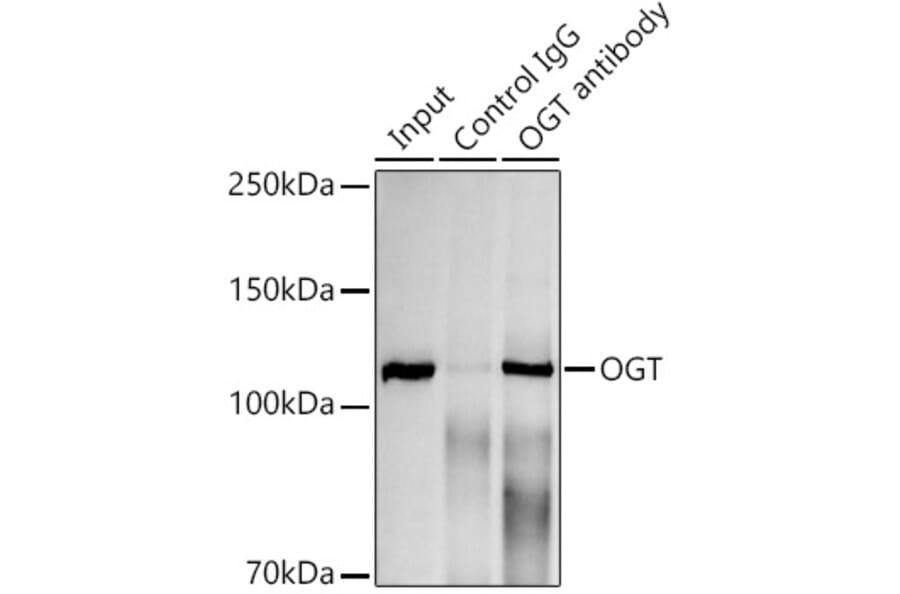 Western Blot - Anti-OGT/O-Linked N-Acetylglucosamine Transferase Antibody [ARC0790] (A308152) - Antibodies.com