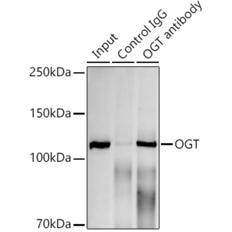 Western Blot - Anti-OGT/O-Linked N-Acetylglucosamine Transferase Antibody [ARC0790] (A308152) - Antibodies.com
