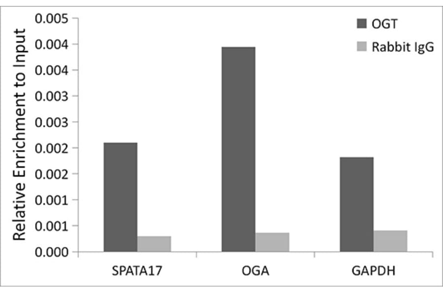 Chromatin Immunoprecipitation - Anti-OGT/O-Linked N-Acetylglucosamine Transferase Antibody [ARC0790] (A308152) - Antibodies.com
